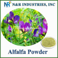 Alfalfa Gras Auszug Pulver